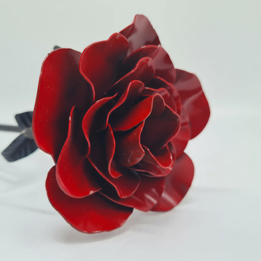 Ewige Rose Farbig klein